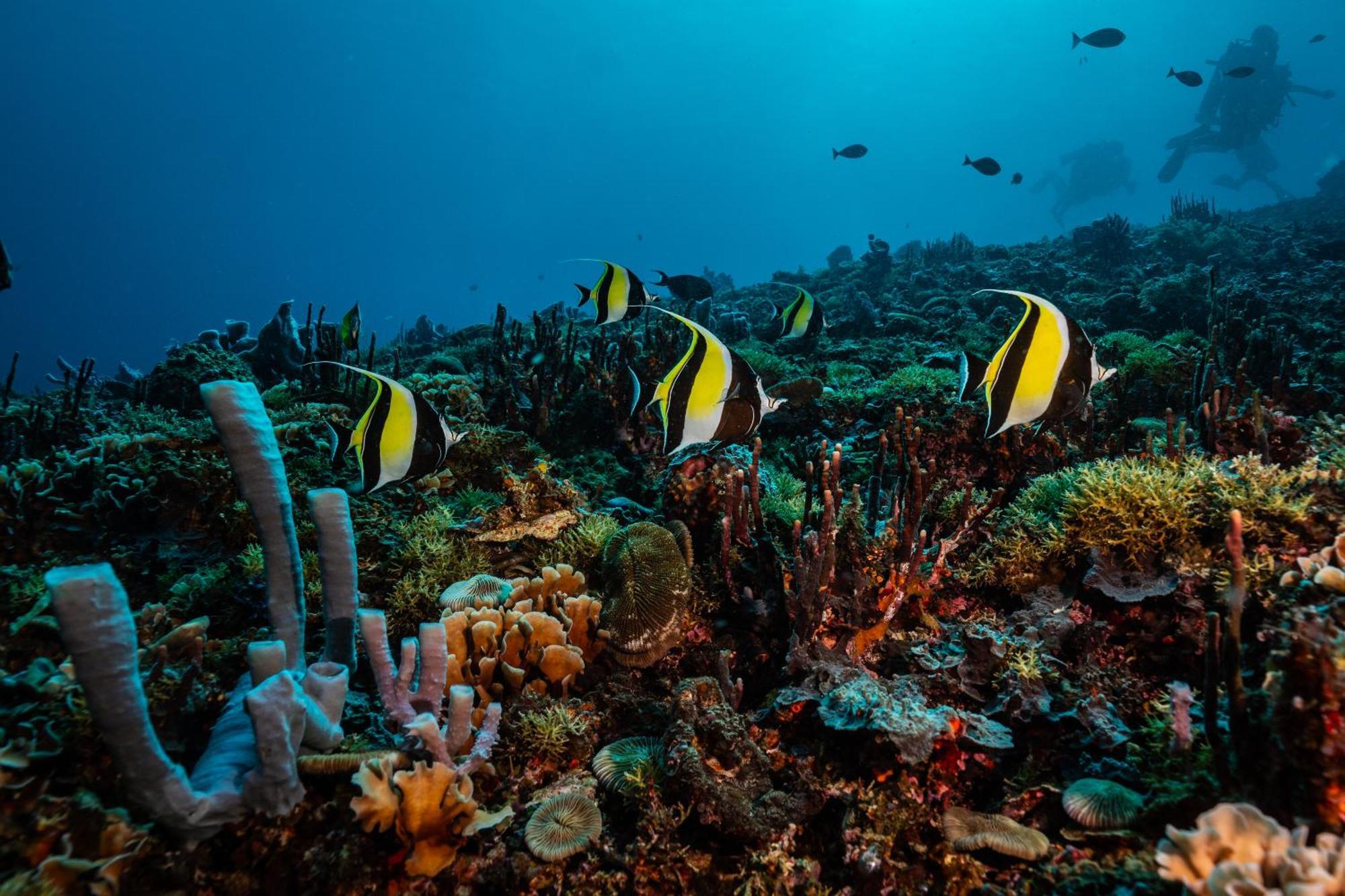 Trawangan Dive