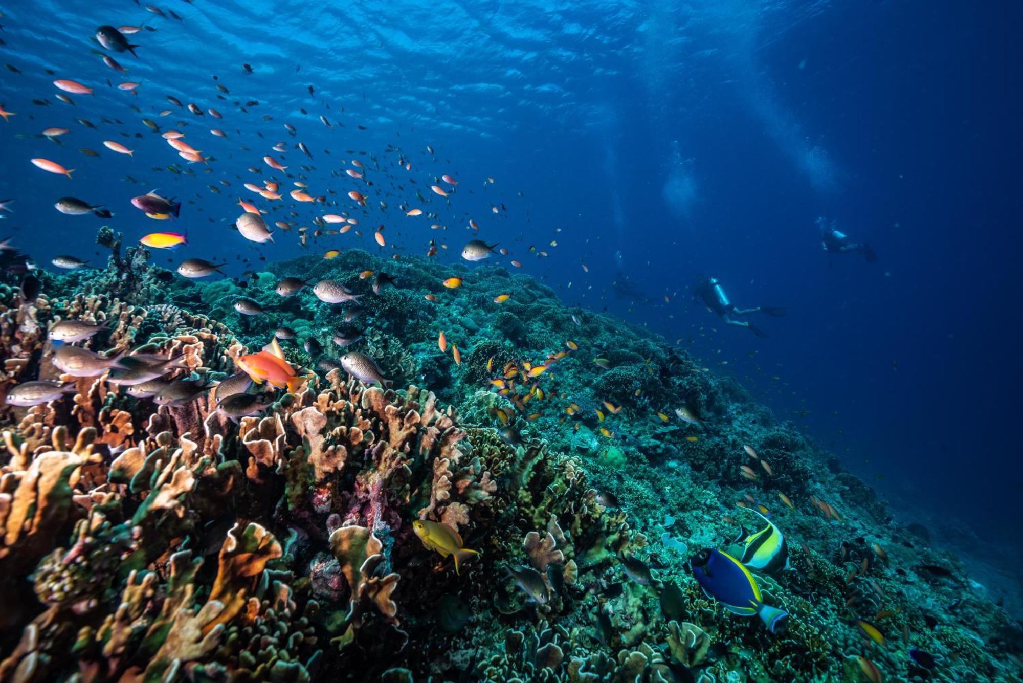 Hotel Trawangan Dive 3*